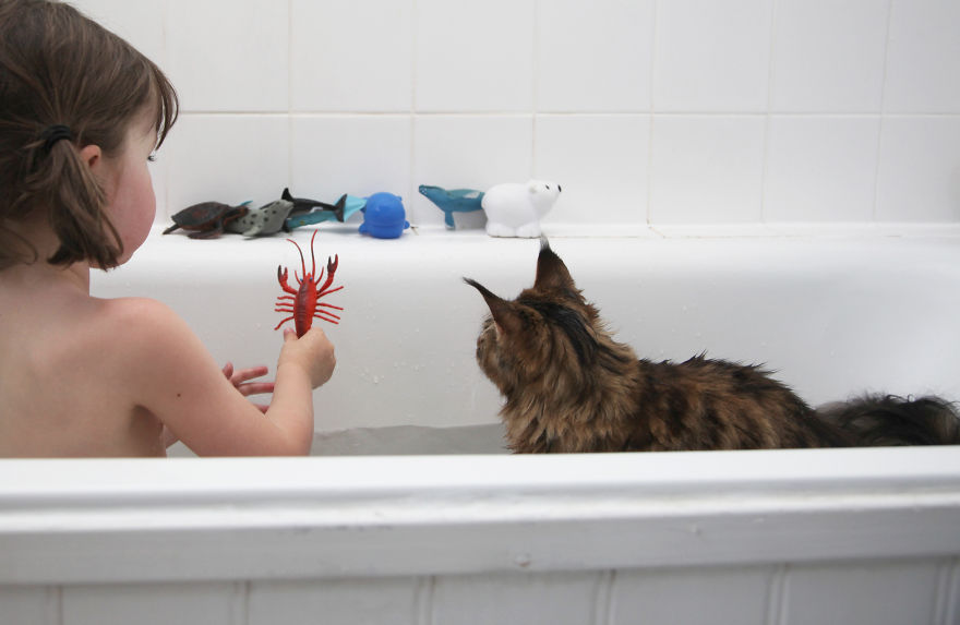 Why Maine Coon Cats Are So Cool Why Maine Coon Cats Are So Cool