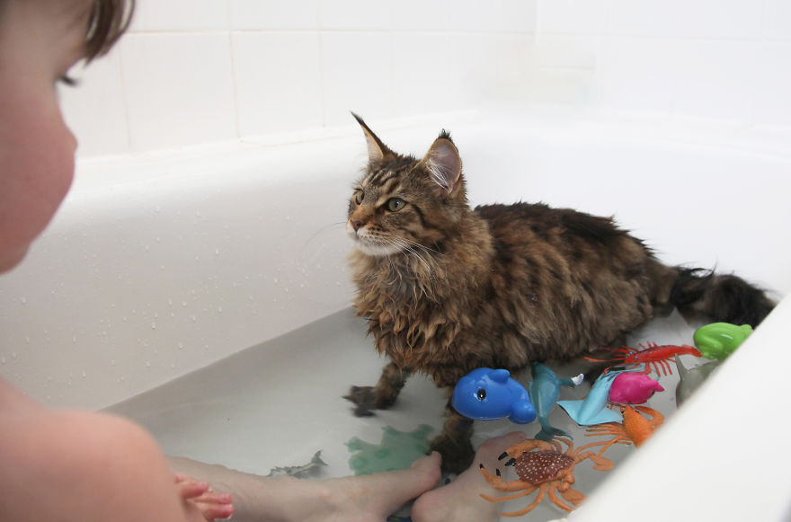 Why Maine Coon Cats Are So Cool Why Maine Coon Cats Are So Cool