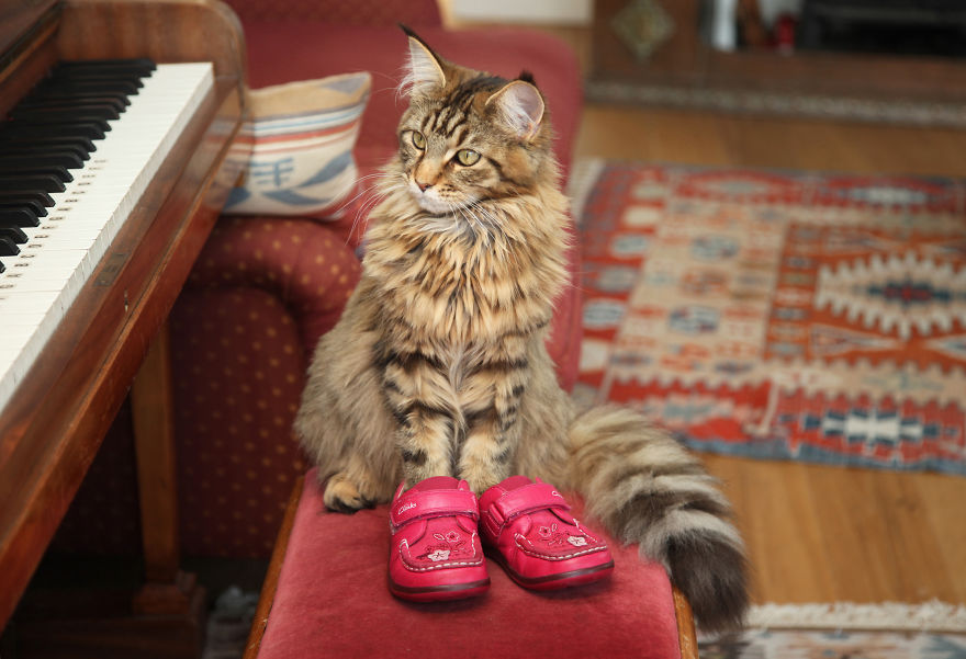 Why Maine Coon Cats Are So Cool Why Maine Coon Cats Are So Cool