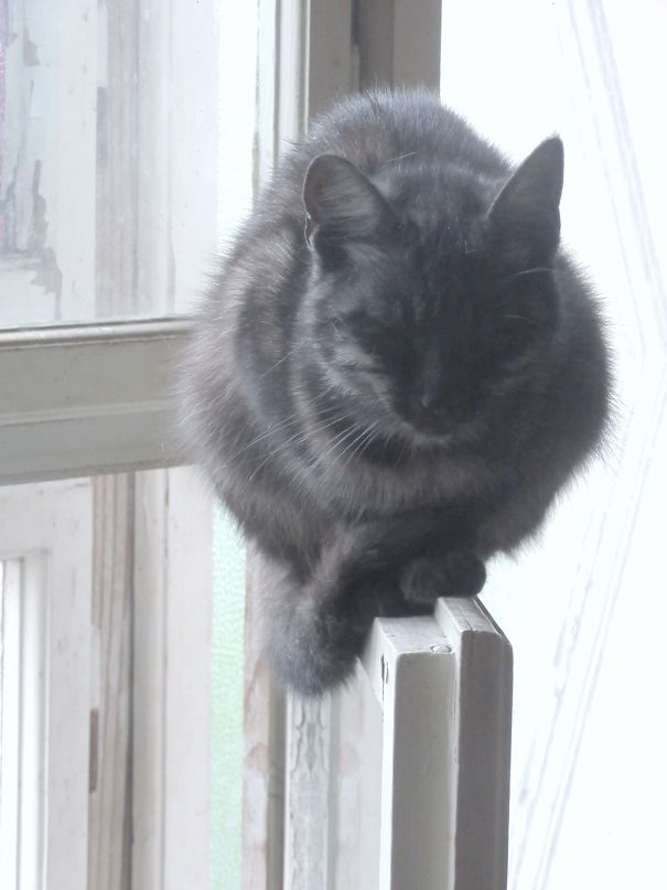Rozárka Is Sleeping On The Window Frame