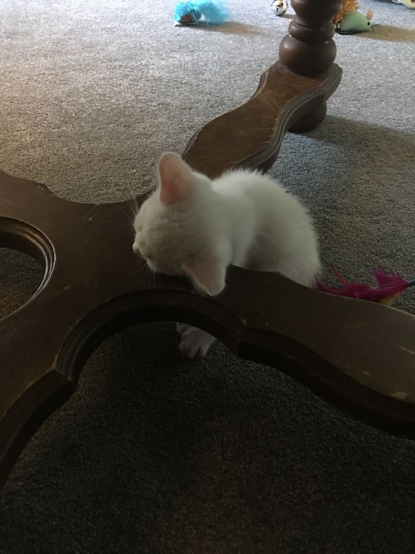 My Kitten Millie Asleep On The Table Legs Lol