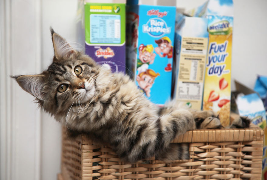 Why Maine Coon Cats Are So Cool Why Maine Coon Cats Are So Cool