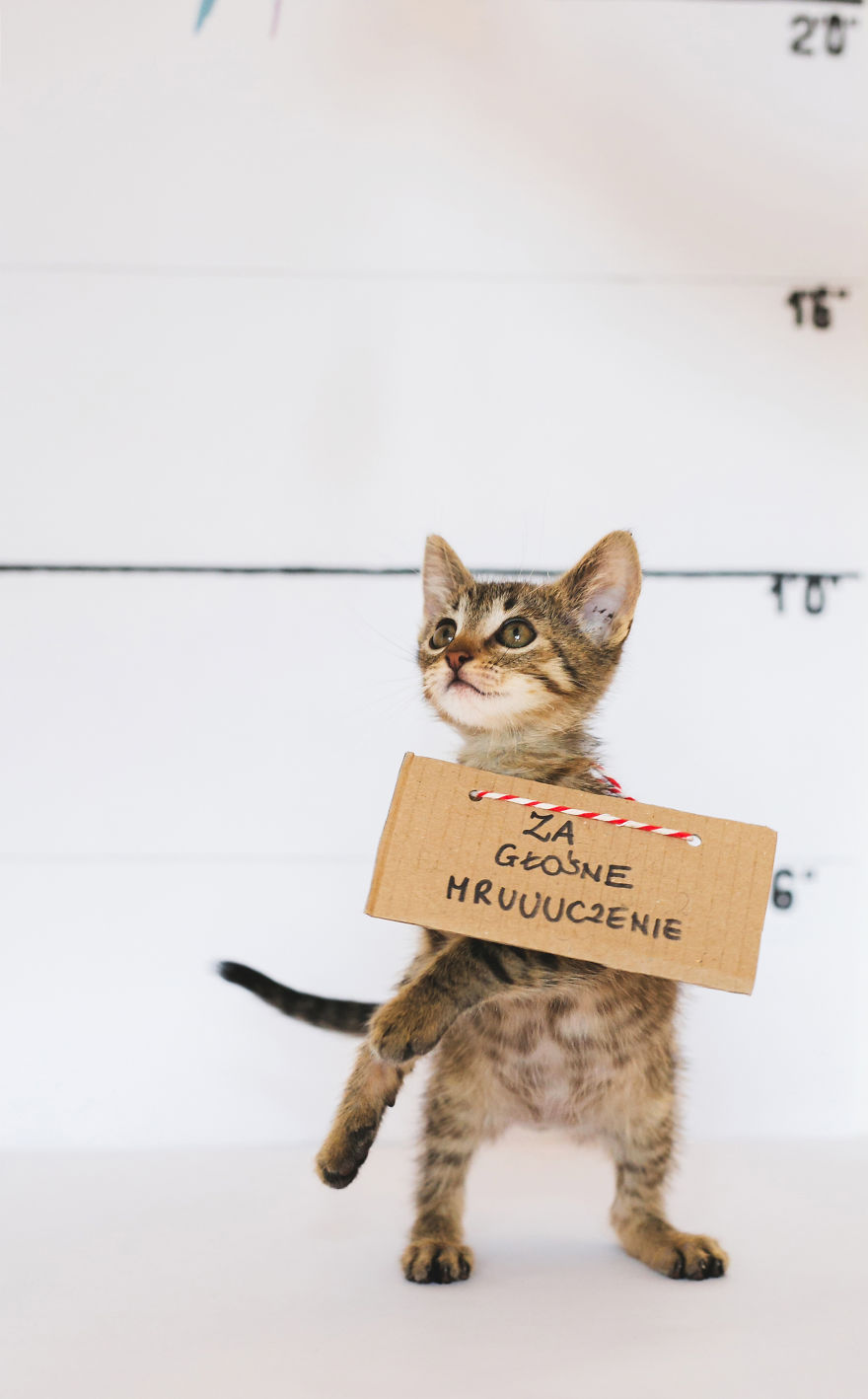 We Photographed Cats That Are Under The Care Of Our Foundation We Photographed Cats That Are Under The Care Of Our Foundation