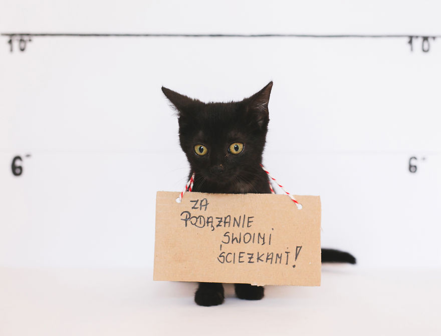 We Photographed Cats That Are Under The Care Of Our Foundation We Photographed Cats That Are Under The Care Of Our Foundation