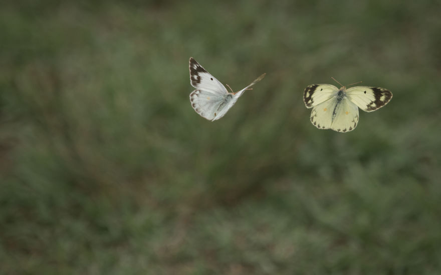 My Tips To Photographing Flying Butterflies