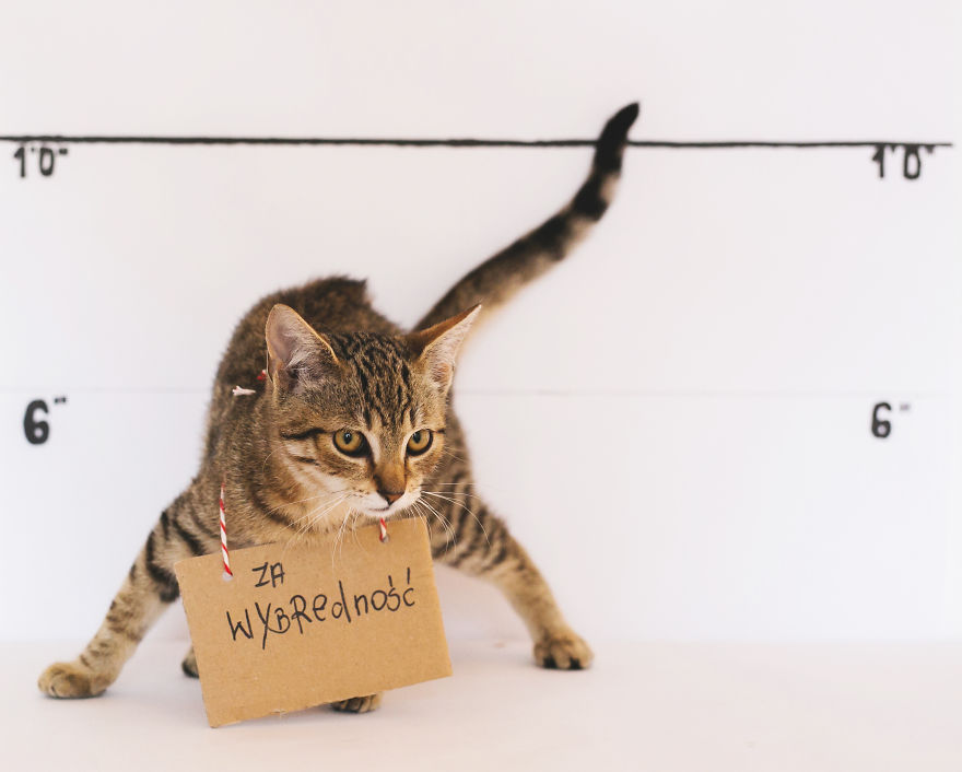 We Photographed Cats That Are Under The Care Of Our Foundation