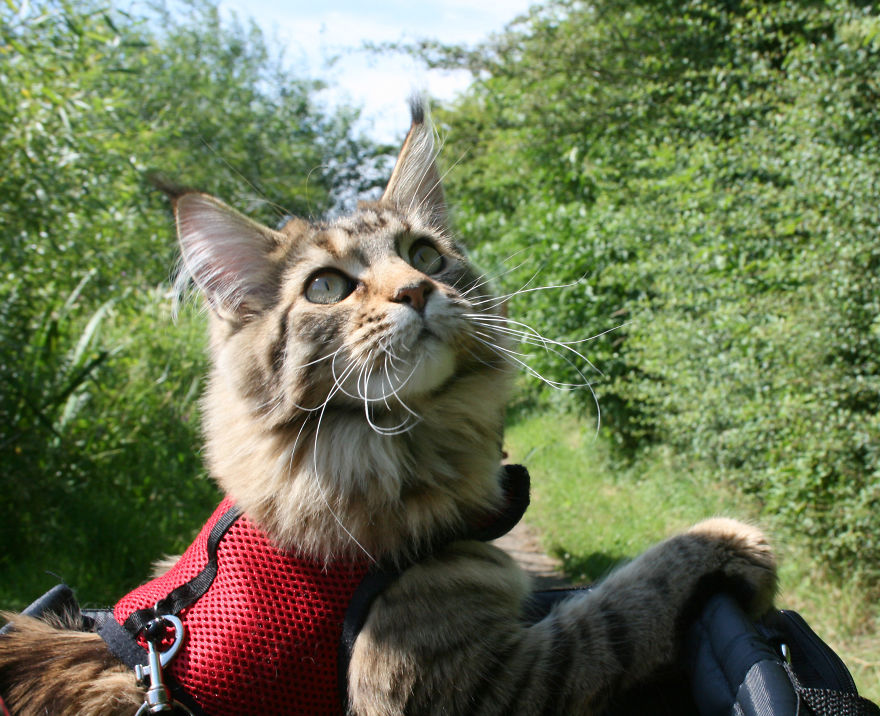 Why Maine Coon Cats Are So Cool Why Maine Coon Cats Are So Cool
