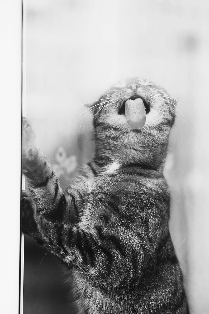 Cat And Window - A Perfect Mix