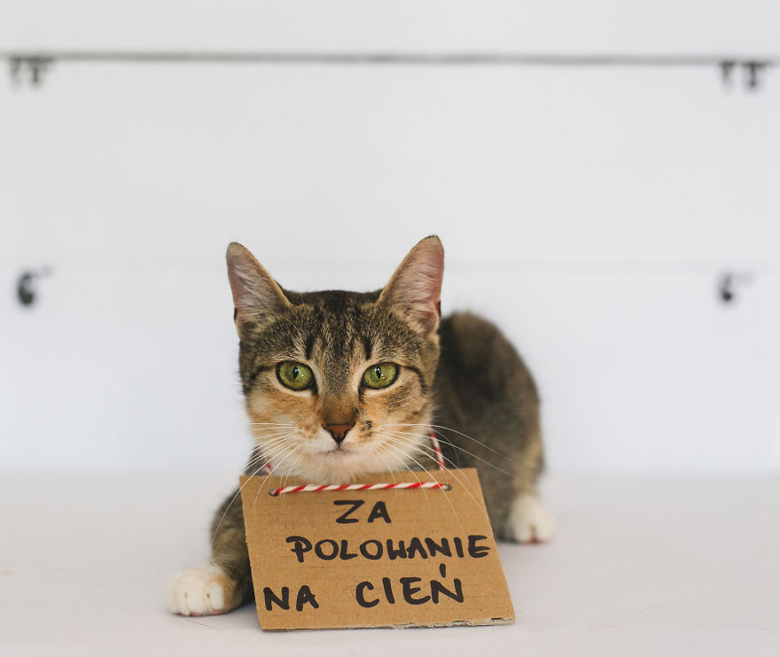 We Photographed Cats That Are Under The Care Of Our Foundation We Photographed Cats That Are Under The Care Of Our Foundation