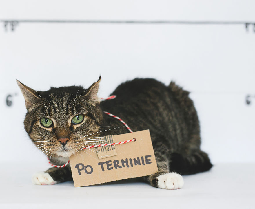 We Photographed Cats That Are Under The Care Of Our Foundation We Photographed Cats That Are Under The Care Of Our Foundation