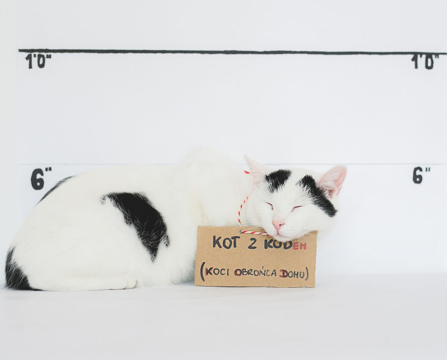 We Photographed Cats That Are Under The Care Of Our Foundation We Photographed Cats That Are Under The Care Of Our Foundation