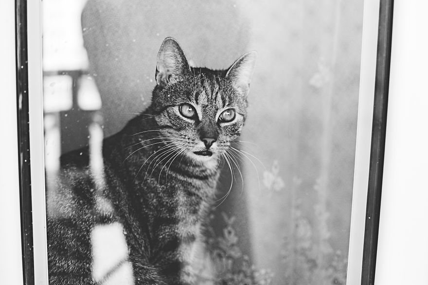 Cat And Window - A Perfect Mix