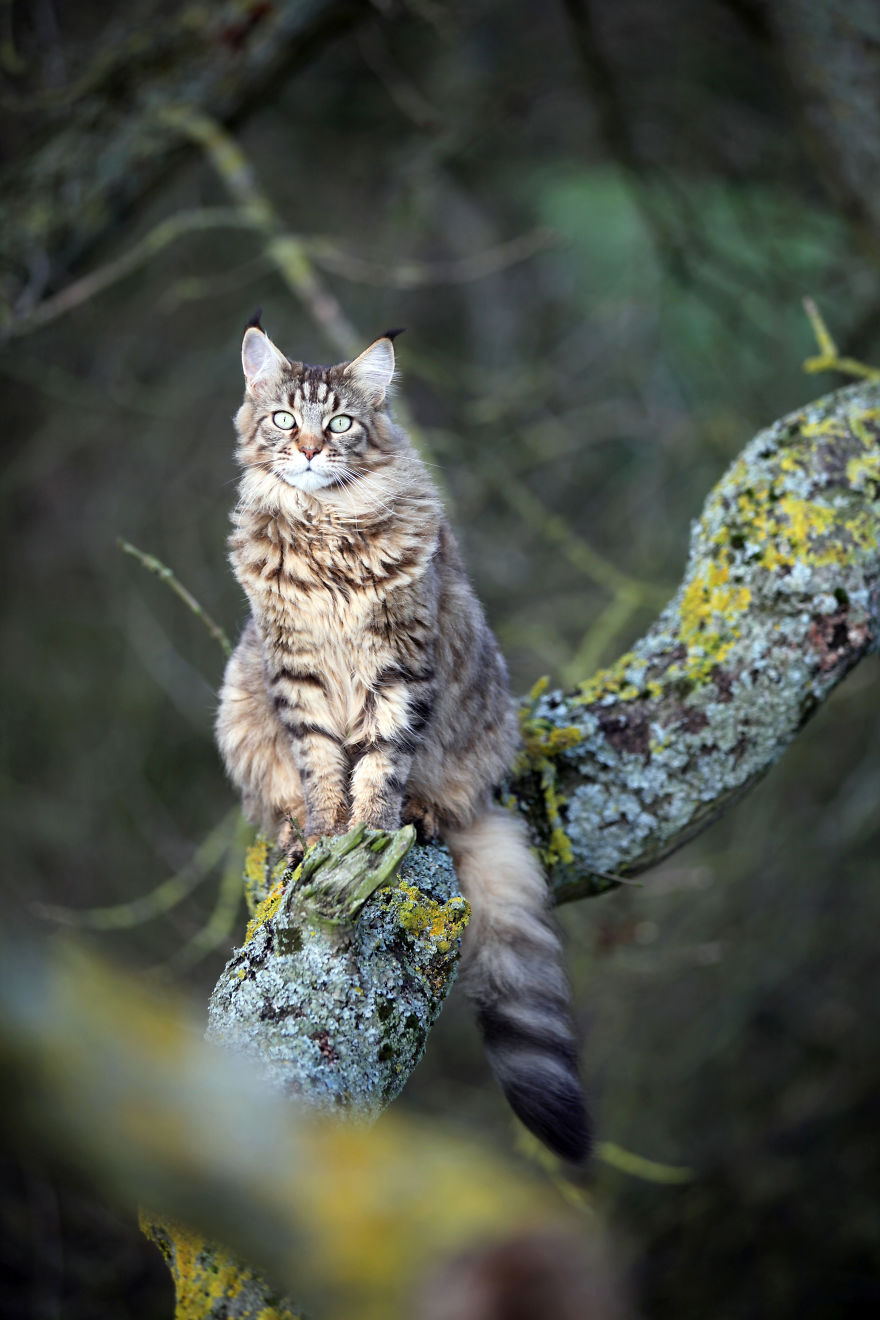 Why Maine Coon Cats Are So Cool Why Maine Coon Cats Are So Cool