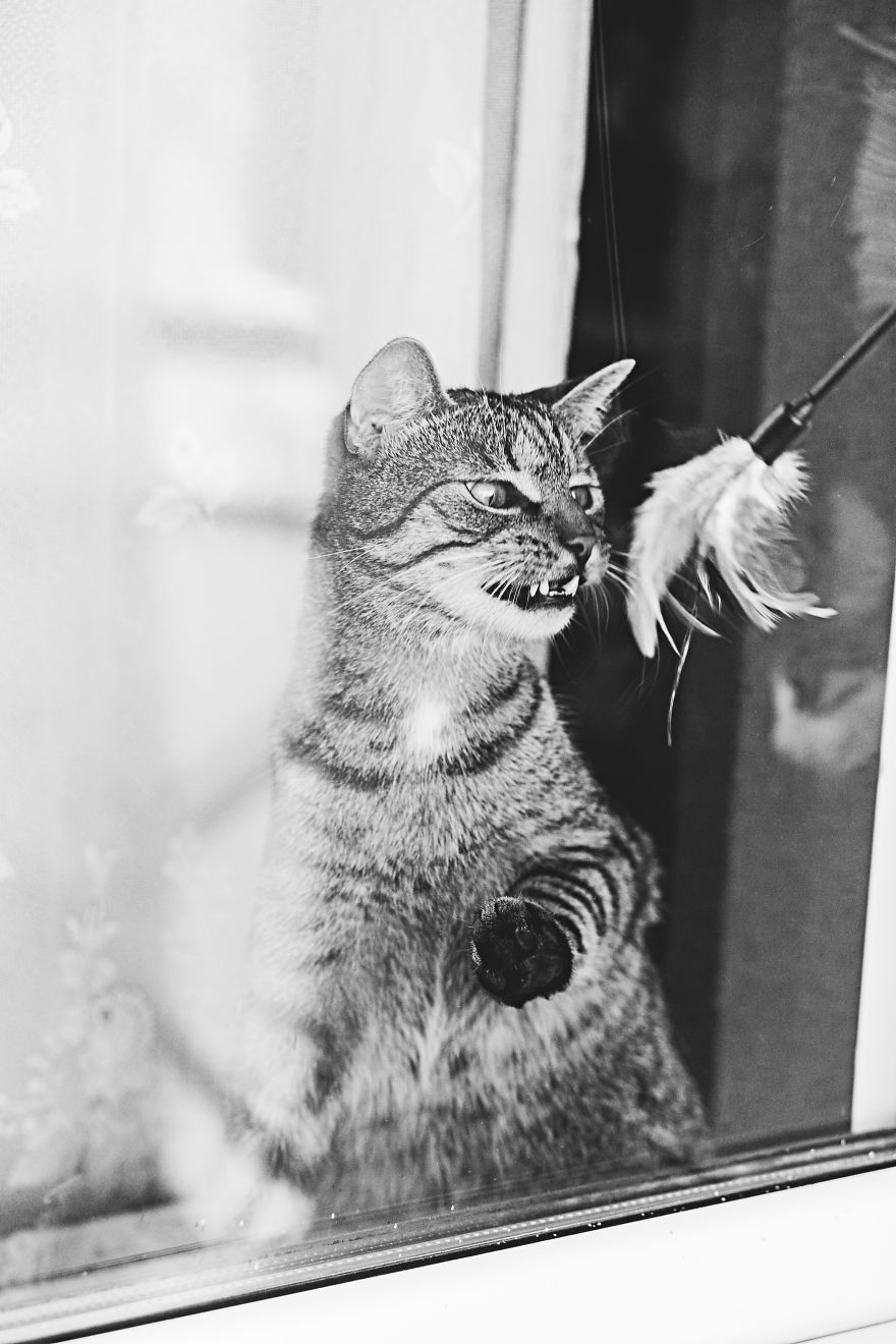 Cat And Window - A Perfect Mix