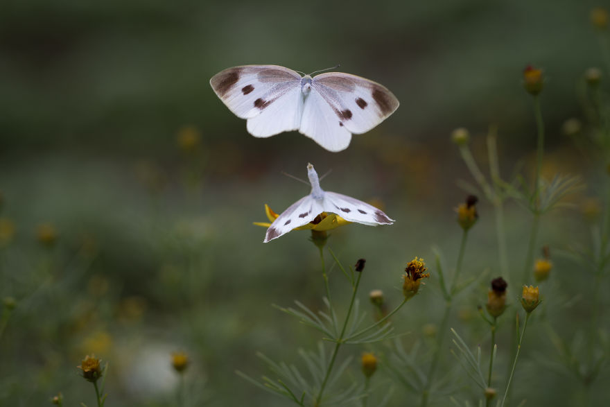My Tips To Photographing Flying Butterflies