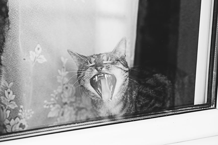 Cat And Window - A Perfect Mix