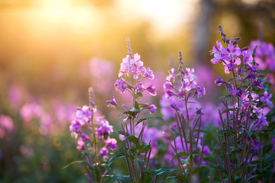 I Travelled 1400 Km Alone To Northern Sweden To Enjoy And Capture The Amazing Surroundings I Travelled 1400 Km Alone To Northern Sweden To Enjoy And Capture The Amazing Surroundings