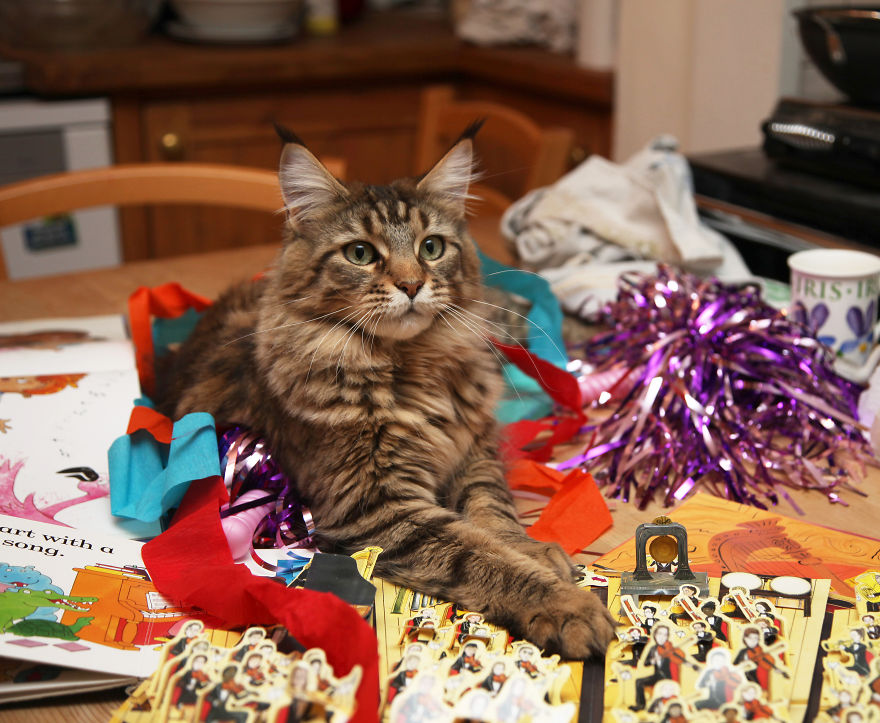 Why Maine Coon Cats Are So Cool Why Maine Coon Cats Are So Cool