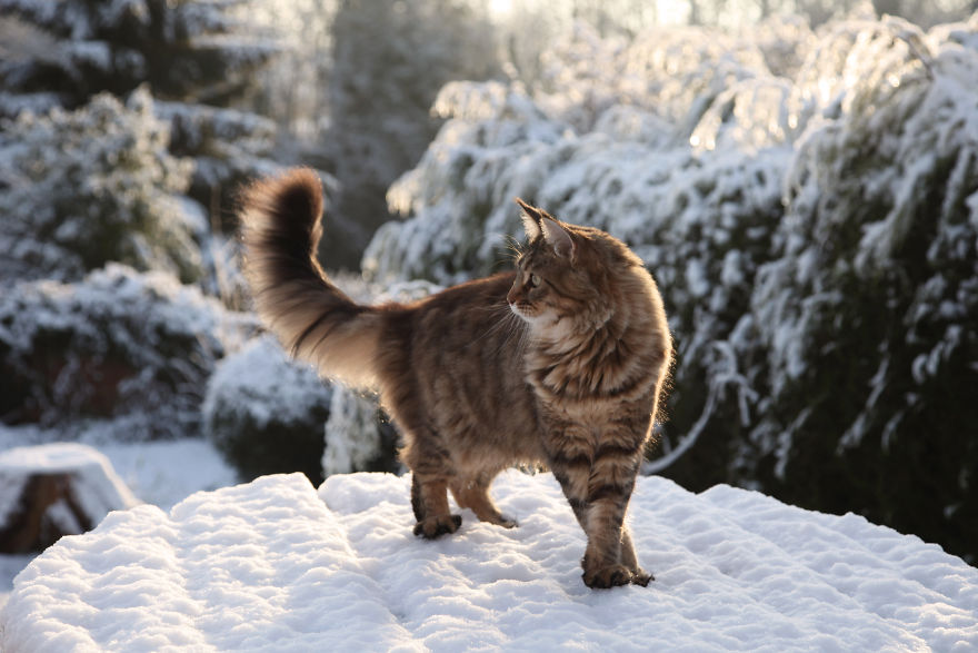 Why Maine Coon Cats Are So Cool Why Maine Coon Cats Are So Cool