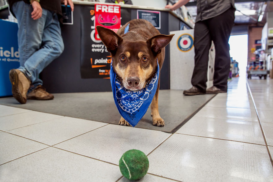 Calling All Dogs In Workplaces In Western Australia