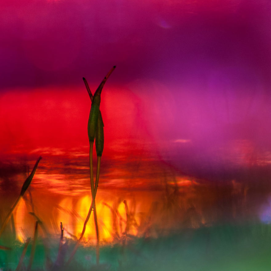 I've Found Parallel Universe In My Garden