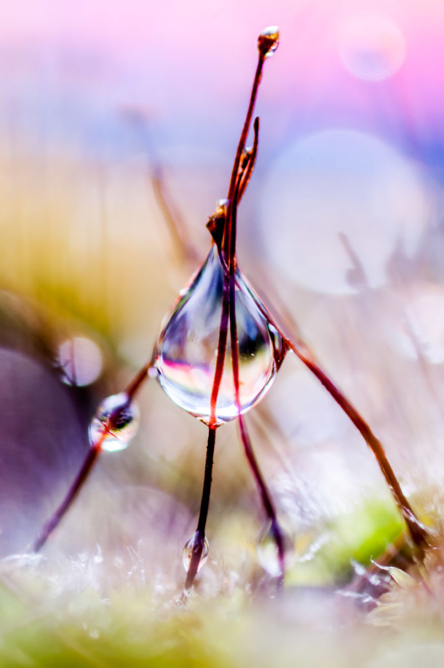 I've Found Parallel Universe In My Garden