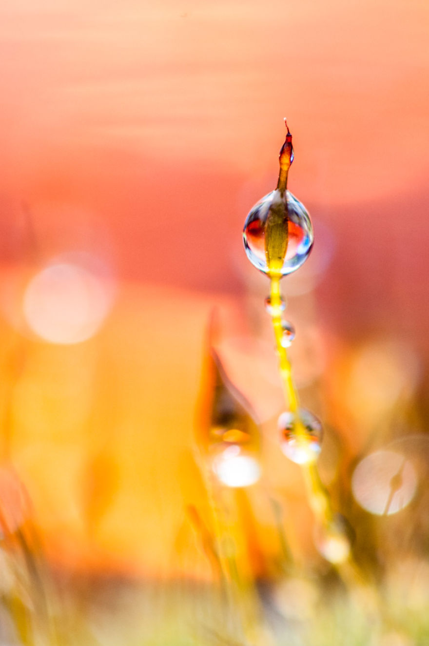 I've Found Parallel Universe In My Garden