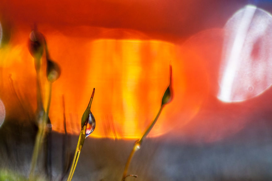 I've Found Parallel Universe In My Garden