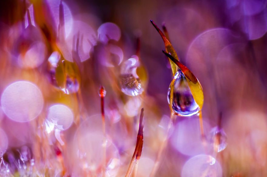 I've Found Parallel Universe In My Garden