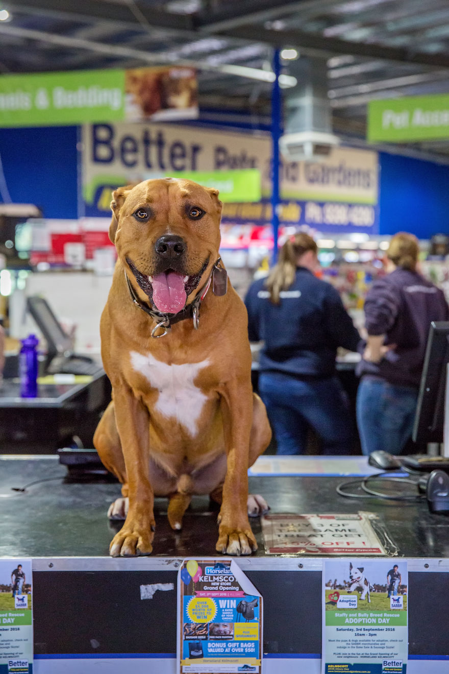 Calling All Dogs In Workplaces In Western Australia Calling All Dogs In Workplaces In Western Australia