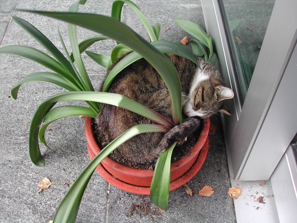 Exhausted After Gardening