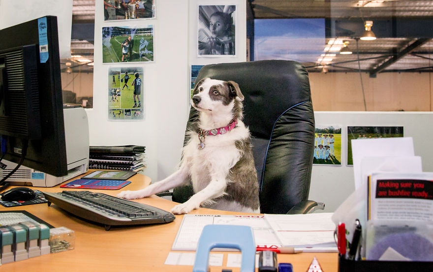 Calling All Dogs In Workplaces In Western Australia