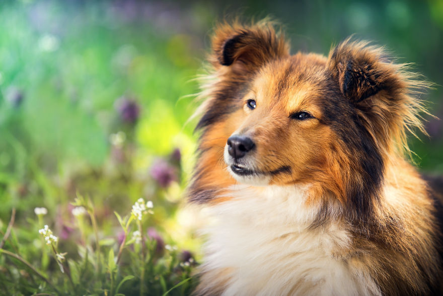 Can You See The Life Behind The Form?
i Take Animal Portraits To Show Life Is The Same Behind All Form