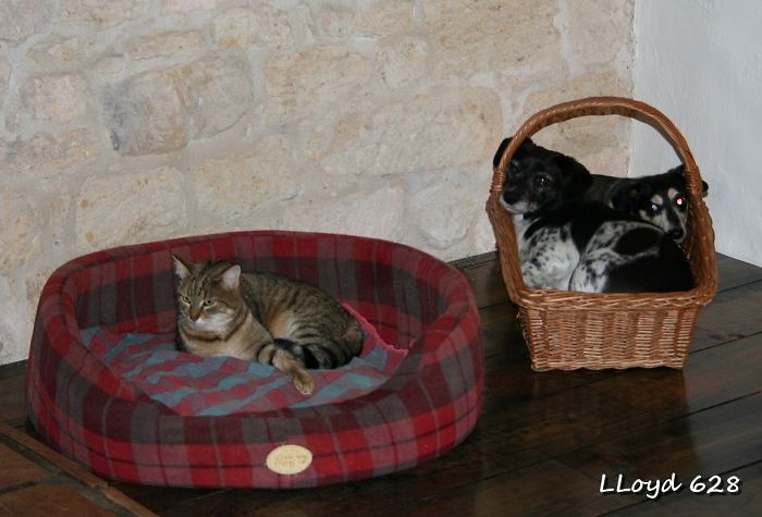 Cats Will Always Rule. Always.