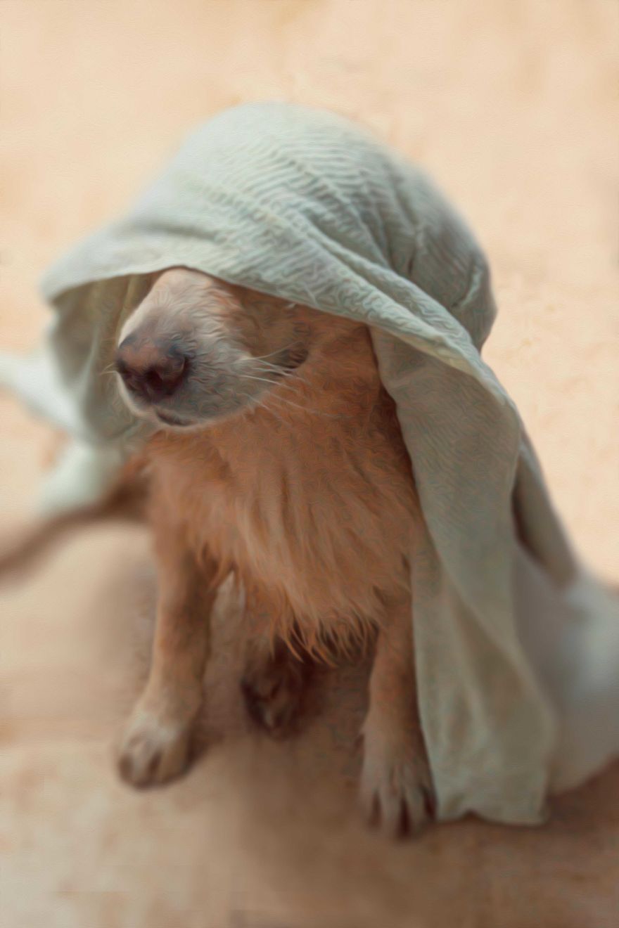 I Photograph Pets In Funny Moments To Raise Money For Charity