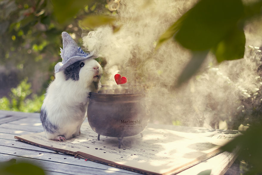 Mieps The Photogenic Piggy