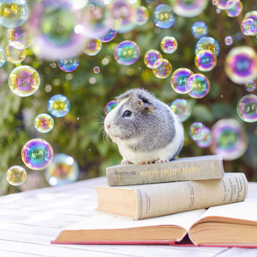 Mieps The Photogenic Piggy