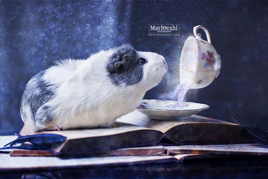 Mieps The Photogenic Piggy