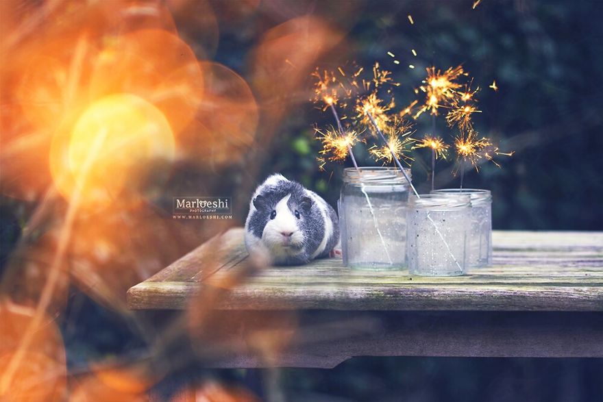 Mieps The Photogenic Piggy