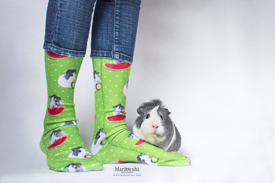 Mieps The Photogenic Piggy