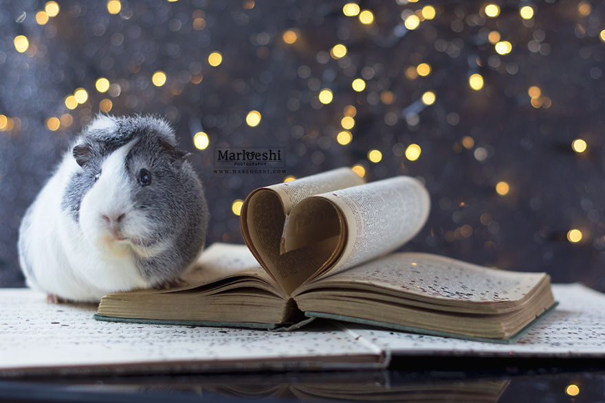 Mieps The Photogenic Piggy