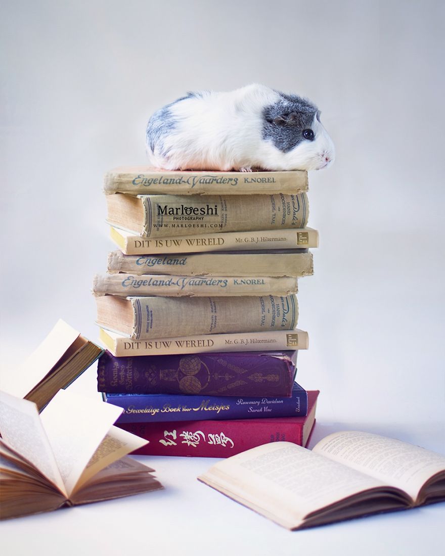 Mieps The Photogenic Piggy