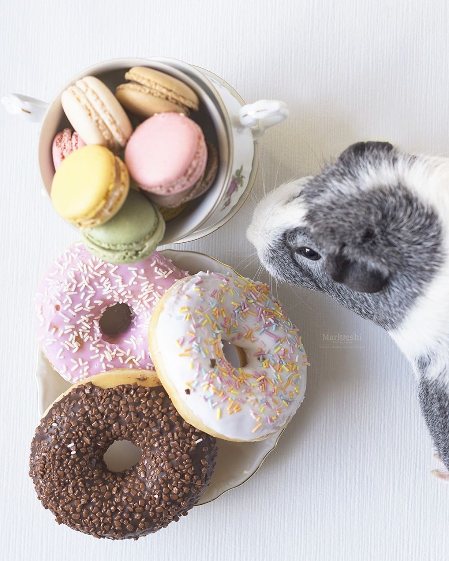 Mieps The Photogenic Piggy