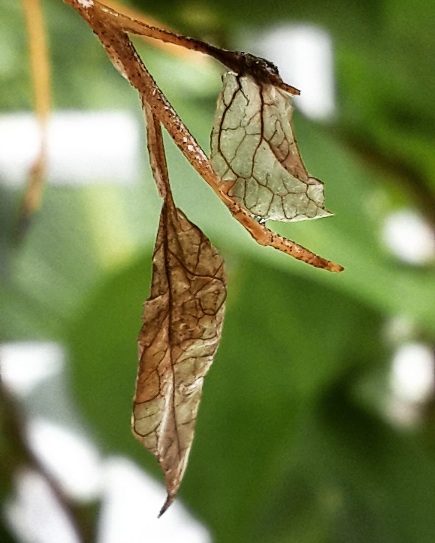 My Nature Photography