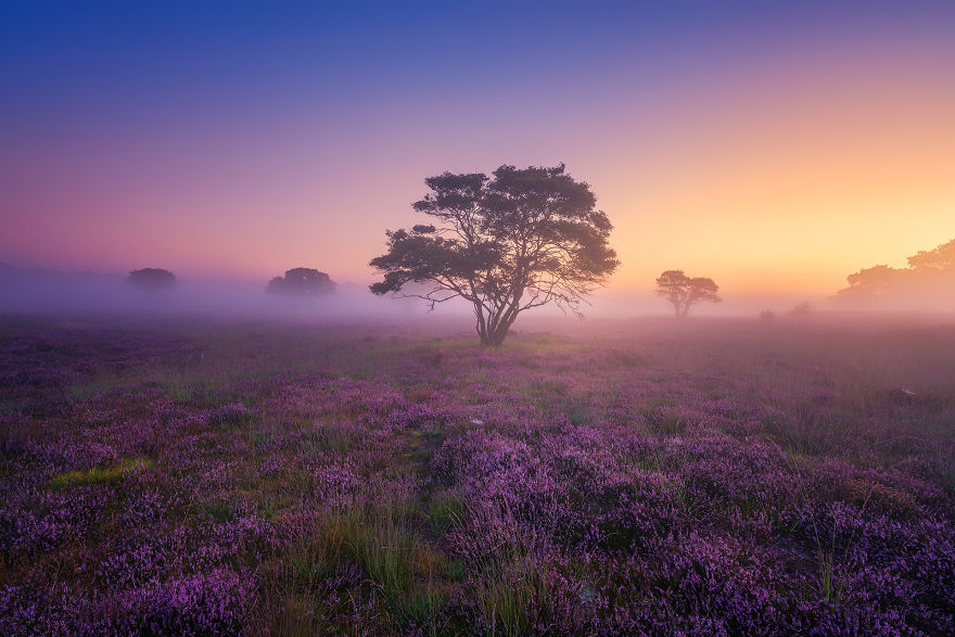 Why You Should Visit My Homeland The Netherlands In August - A Purple Dream