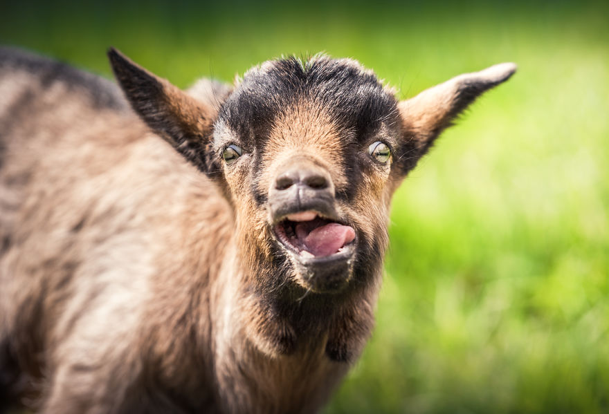 Can You See The Life Behind The Form?
i Take Animal Portraits To Show Life Is The Same Behind All Form