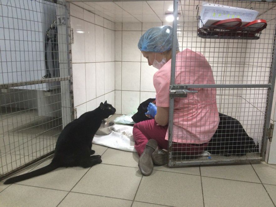 Rescue Cat Who Can't Walk Becomes Nurse, Helps Sick Animals And Even Saves Their Lives Rescue Cat Who Can't Walk Becomes Nurse, Helps Sick Animals And Even Saves Their Lives