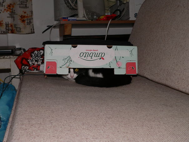 Concealment Lvl. Ninja Apprentice