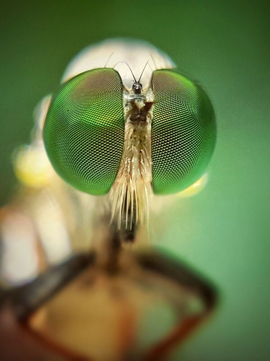 Meet Green Eye Robber Fly