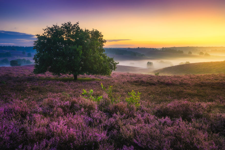 Why You Should Visit My Homeland The Netherlands In August - A Purple Dream Why You Should Visit My Homeland The Netherlands In August - A Purple Dream